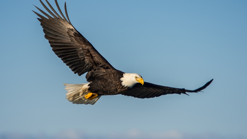 Eagle flying set against the sky