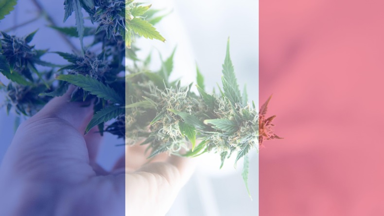 France flag cannabis plant