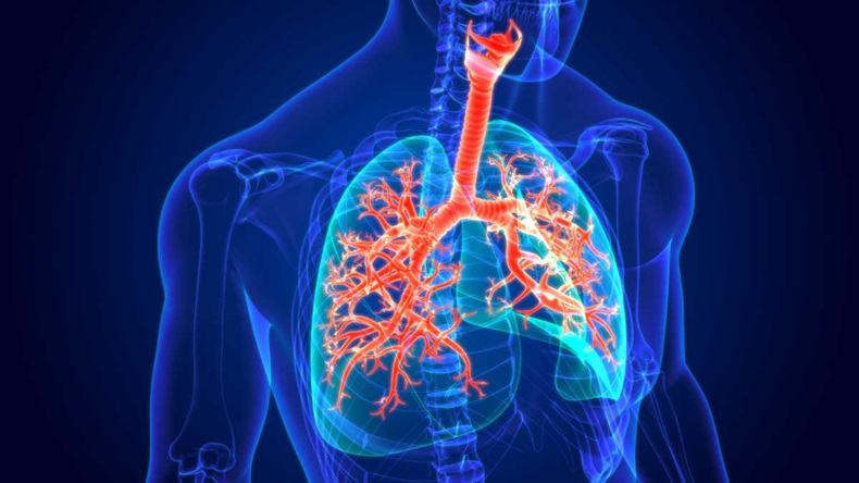 3D Illustration Of Human Respiratory System