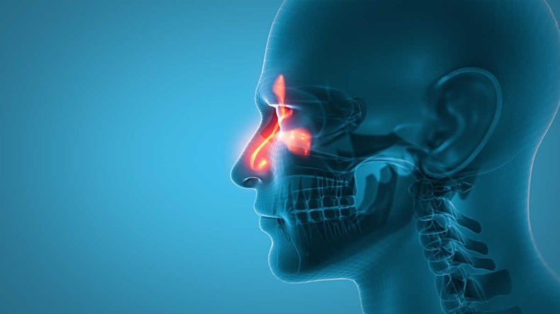 Blue-tone 3-D graphic of the side of a human head revealing nasal cavities lit up in orange