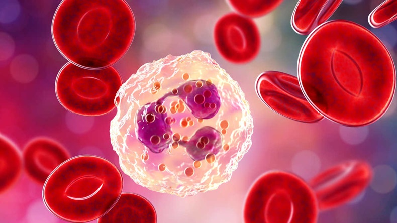 Neutrophil, a white blood cell, 3D illustration