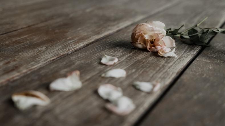 Dying rose with petals on floor