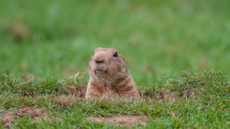 A Groundhog in a Hole Looking Curiously